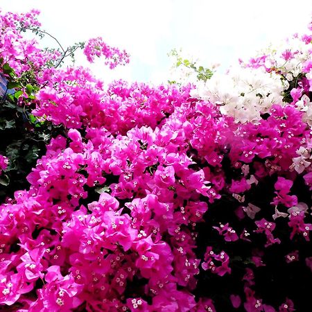 Bougainvillea Suites Kamári Exteriör bild