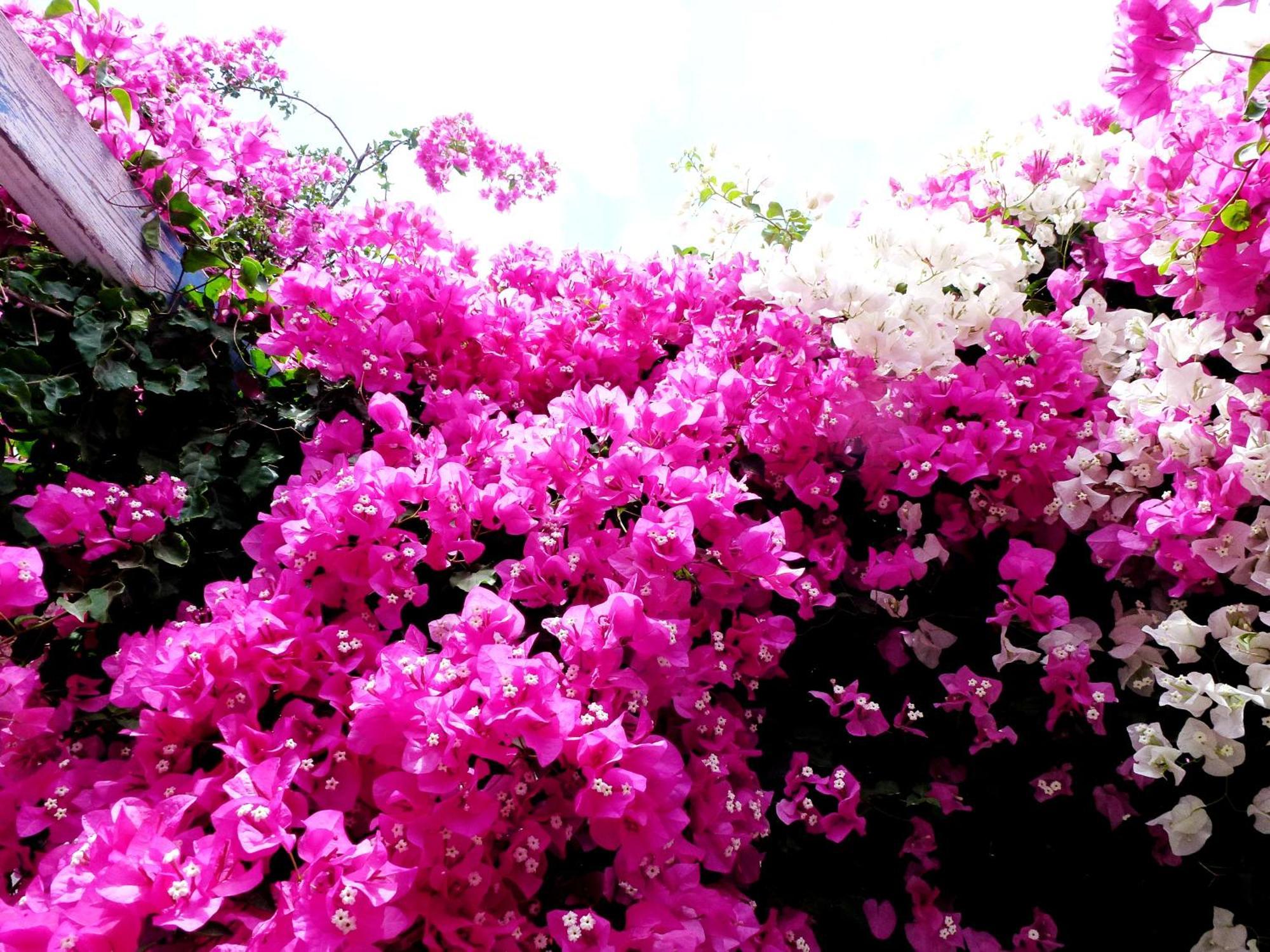 Bougainvillea Suites Kamári Exteriör bild